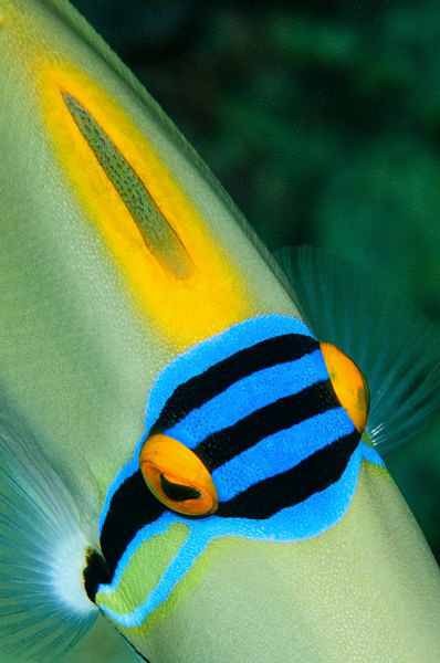 Picasso Triggerfish by Paul Colley 