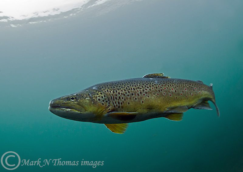 Brown trout.
D3 15mm. by Mark Thomas 