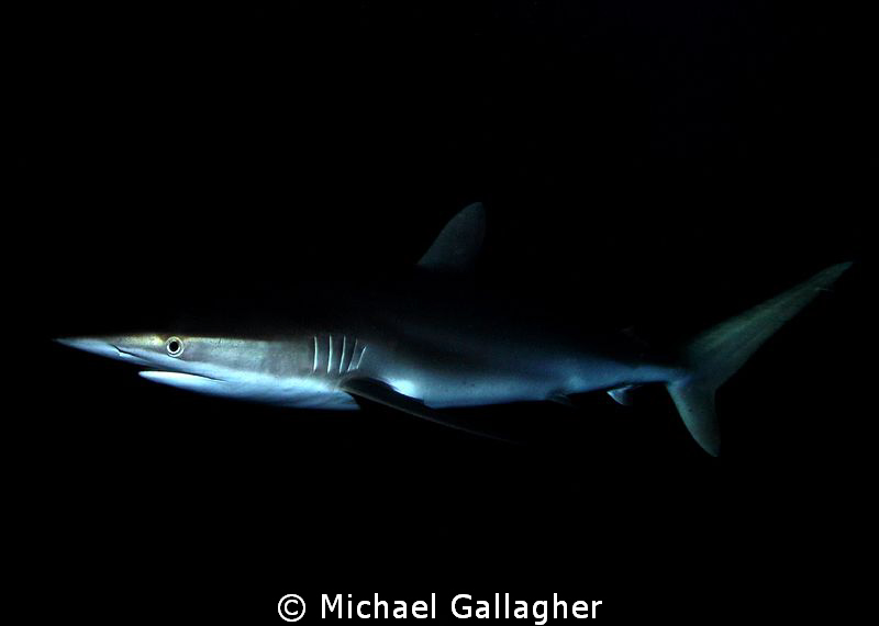 Silky shark at night in the Sudanese Red Sea - dual strob... by Michael Gallagher 