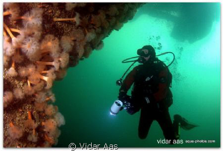 Cool cold water diver by Vidar Aas 