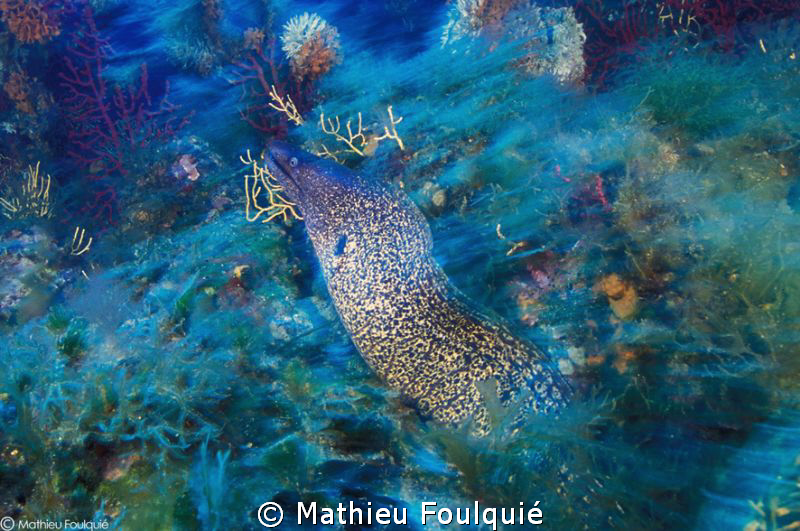 moray swimming by Mathieu Foulquié 