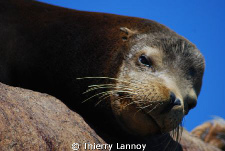 Male Sea Lion in Cabo Pulmo Marine Reserve, Baja Californ... by Thierry Lannoy 