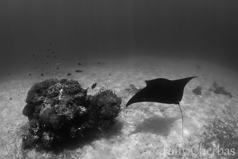 Manta stopping by for a cleaning. Shot in B+W by Tony Cherbas 