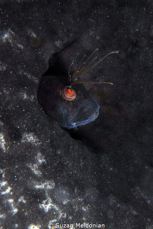 "can you see me now?" 

Seaweed Blenny hiding out in a ... by Suzan Meldonian 