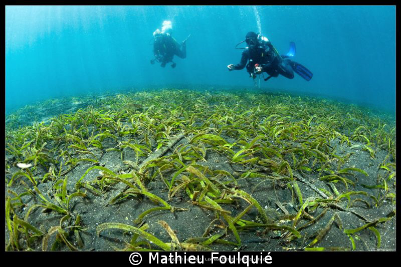 Lembeh seagrass by Mathieu Foulquié 