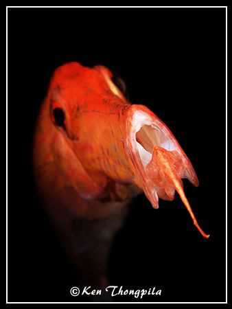 Trumpetfish at Lembeh, Indonesia by Ken Thongpila 