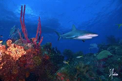 An interested Reef Shark appears from the blue as the She... by Steven Anderson 