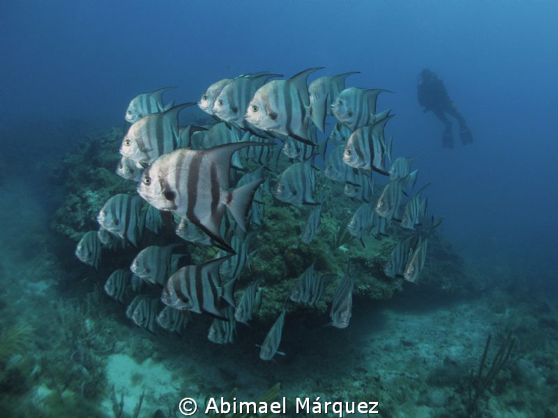 School of Atlantic Spadefish, Vieques, P.R. by Abimael Márquez 