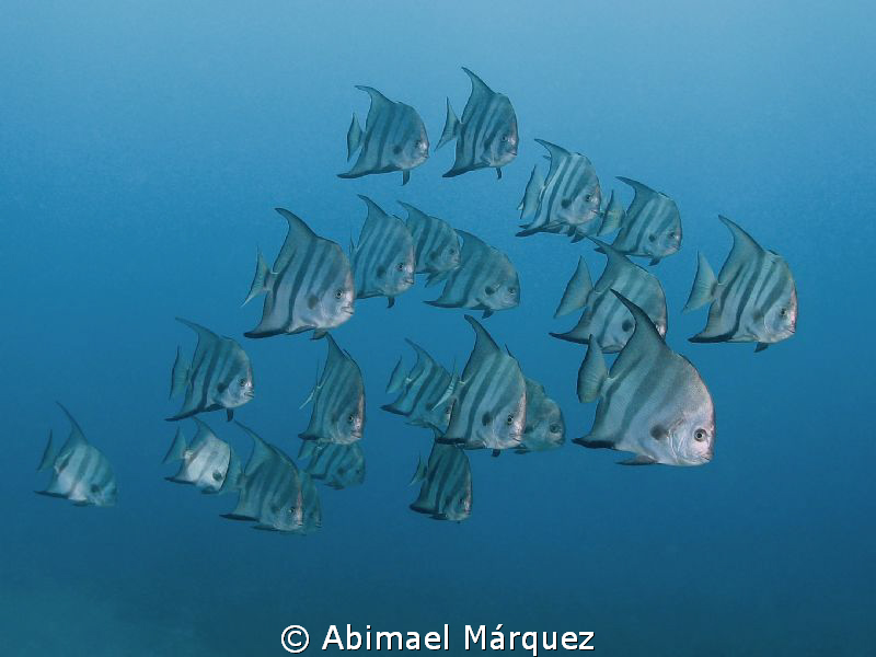 Atlantic Spadefish by Abimael Márquez 