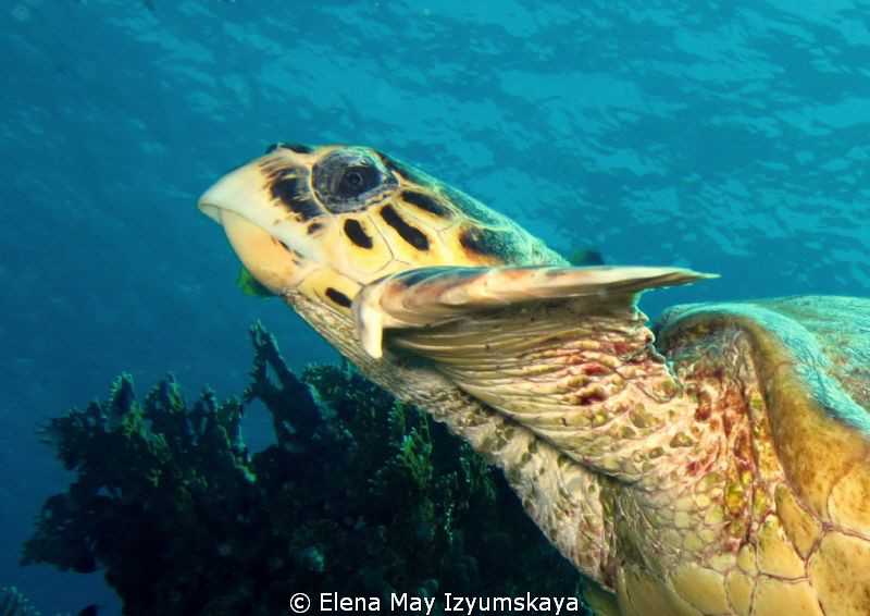 Turtle was swimming with us about twenty minutes, I've go... by Elena May Izyumskaya 