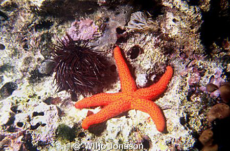 Starfish and sea urchin by Wiljo Jonsson 