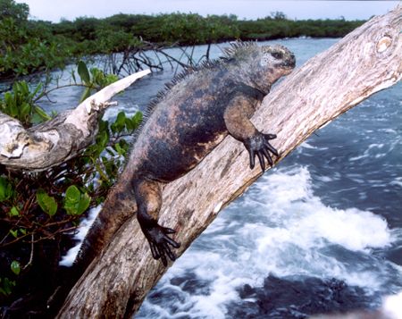Marine Iguana in the Galopogos. by David Spiel 