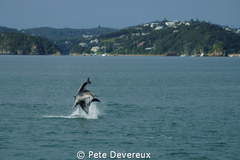 Dolphins playing in the Bay of Islands, NZ by Pete Devereux 