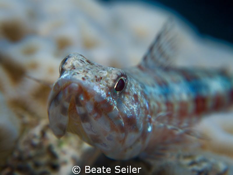 Lizardfish , taken with Canon G10 and UCL165 by Beate Seiler 
