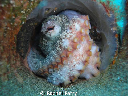 Found this octopus on this morning's dive to the Blue Hol... by Rachel Parry 