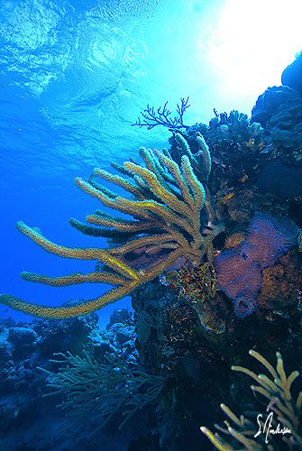 Diving the beautiful reefs and walls of Cozumel all provi... by Steven Anderson 