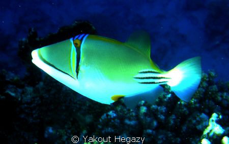 Arabian Picassofish-Redsea-Egypt by Yakout Hegazy 