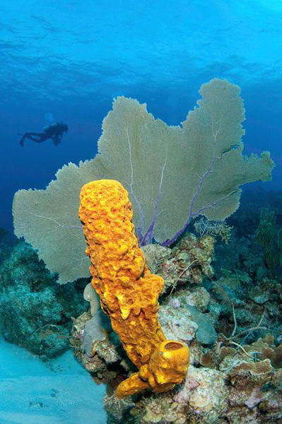Sponge, sea fan and diver by Paul Colley 