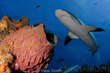 Caribbean Reef Shark by Stew Smith 