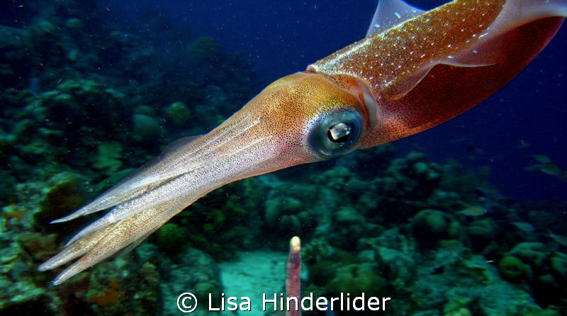 Ever colorful reef squid! by Lisa Hinderlider 
