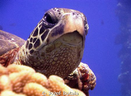 wise look,... green sea turtle in ambient light,red filte... by Jozef Butala 