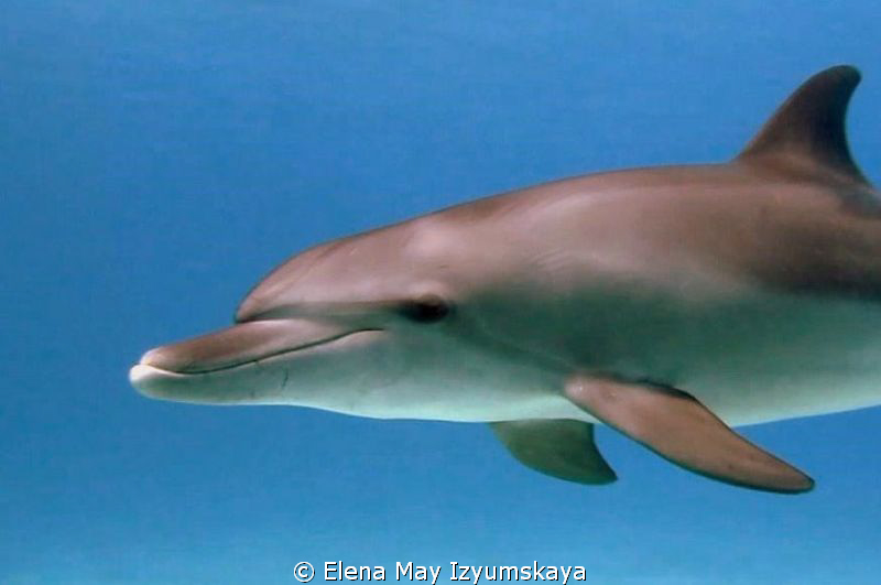 Just one of dolphin's family ;)) It is a face of happines... by Elena May Izyumskaya 