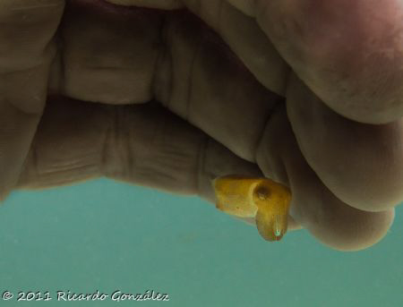 Minute old cuttlefish happy to find shelter under my hand. by Ricardo Gonzalez 