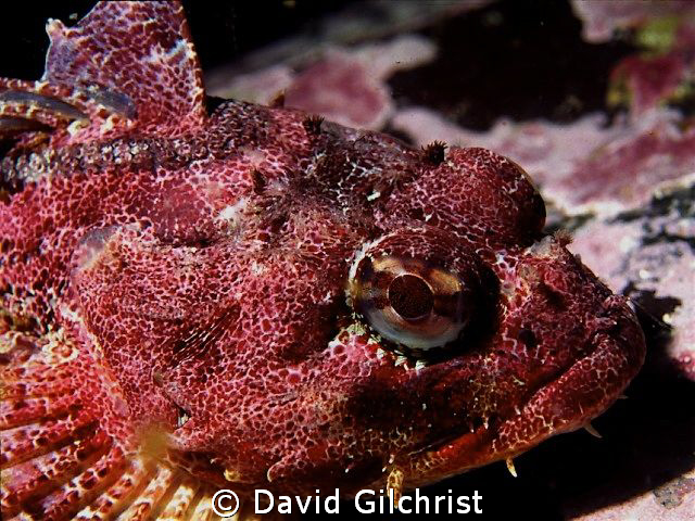 Red Irish Lord, Queen Charlotte Islands, Canada's Pacific... by David Gilchrist 
