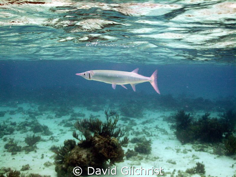 Crocodile Needlefish cruising below the surface. At Sting... by David Gilchrist 
