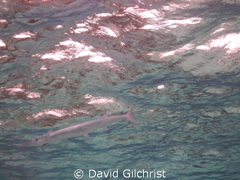 Crocodile Needlefish blending in with surface. StingRay C... by David Gilchrist 