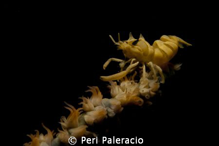 Hang on!/A wire coral shrimp by Peri Paleracio 