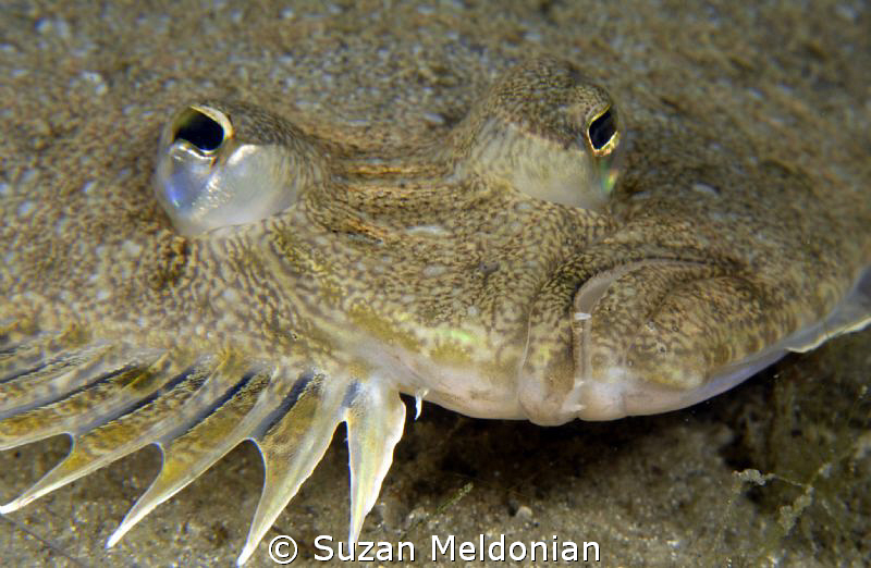 Flounder bearing teeth! I never really saw teeth before. by Suzan Meldonian 