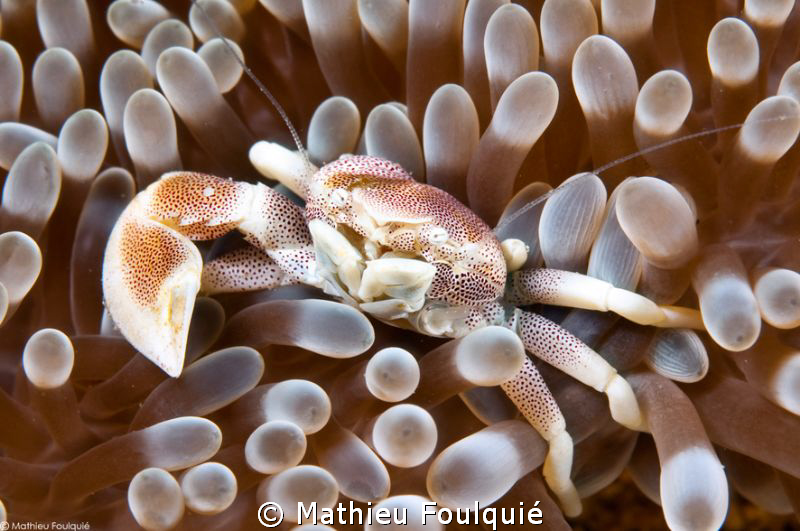 one-armed Porcelain crab (Neopetrolishes maculatus) by Mathieu Foulquié 