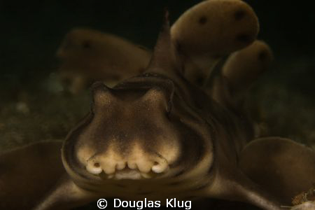 Curly Face.  This juvenile Horn Shark made a great close-... by Douglas Klug 