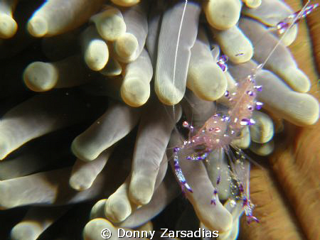 Shrimp with eggs. Kirby's Rock, Anilao Batangas, Philippines by Donny Zarsadias 
