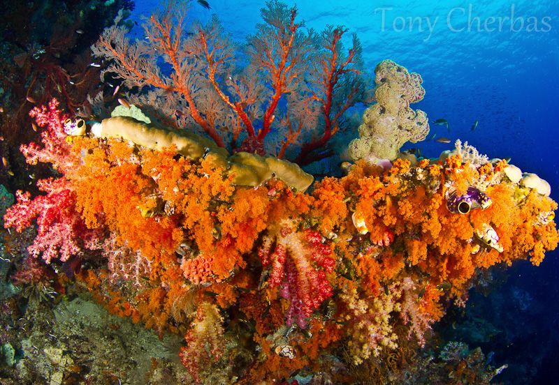 Soft corals near Misool, Raja Ampat by Tony Cherbas 