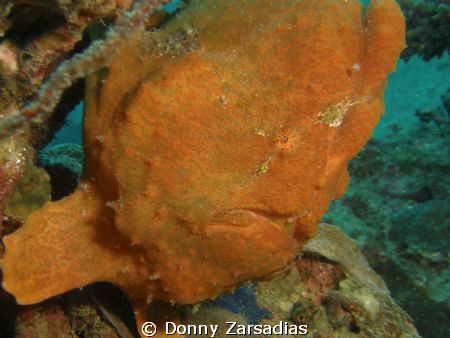 Huge Frogfish taken at Basura Dive Site Anilao, Batangas ... by Donny Zarsadias 