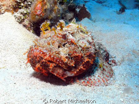 Scorpion fish near Cayman Brac. If the fish doesn't move ... by Robert Michaelson 