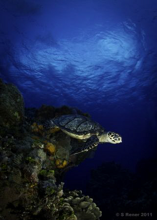 Hawksbill Turtle (Eretmochelys imbriocota)
Olympus E-PL1... by Shawn Rener 
