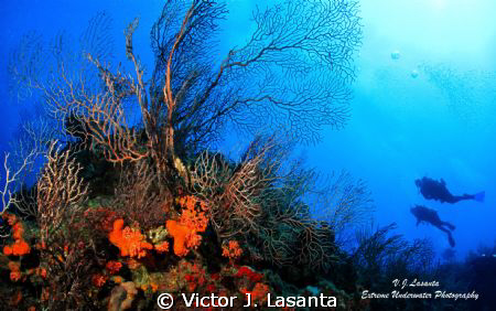 View From The Blue To The Wall at Black Wall in Parguera ... by Victor J. Lasanta 