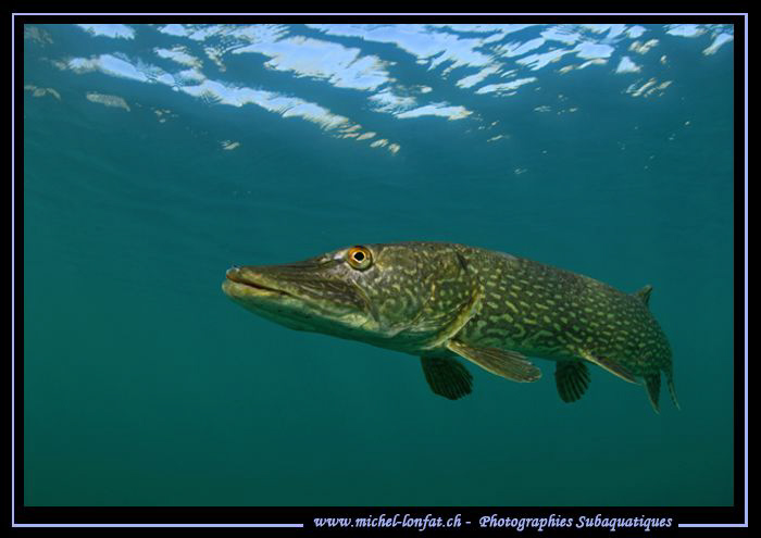 King Pike Fish in his pound... Que du bonheur... :O)... by Michel Lonfat 