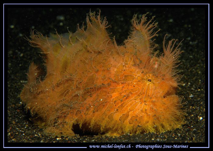 Hairy Frog Fish in Lembeh Strait... :O)... by Michel Lonfat 
