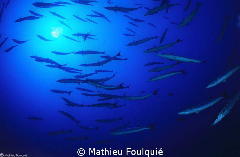 deep barracudas by Mathieu Foulquié 