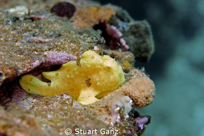 Commersons frogfish doing a little morning fishing by Stuart Ganz 