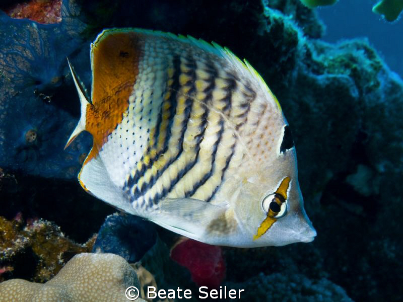 Butterfly fish, taken with Canon G10 by Beate Seiler 