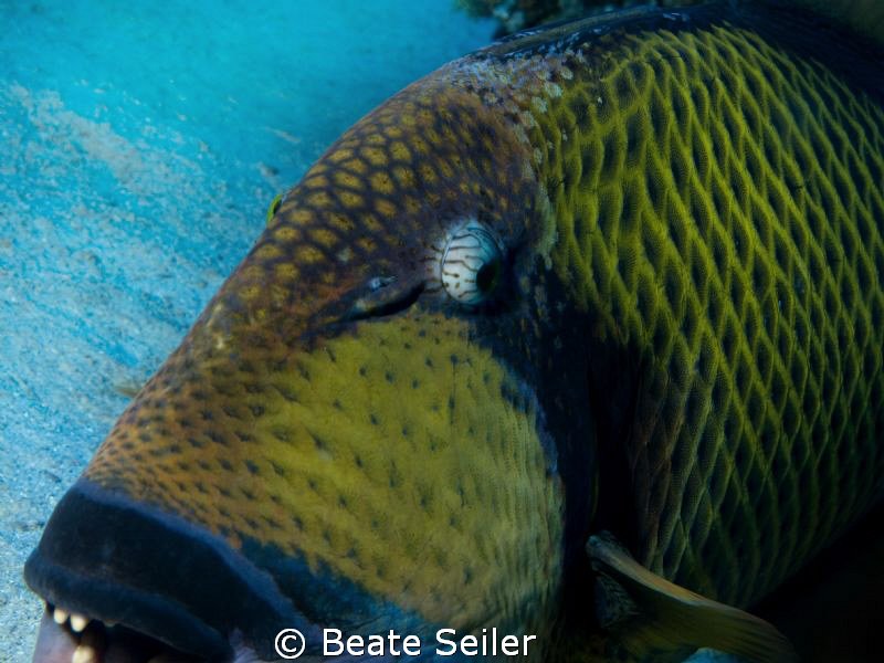 Trigger fish , no cropping ! by Beate Seiler 