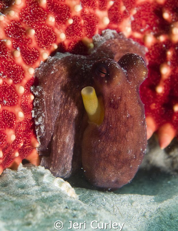 Baby Octopus was hiding under a starfish at Blue Heron Br... by Jeri Curley 