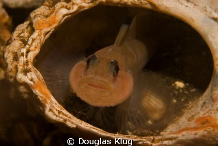 Safety. This black-eyed goby found a great hiding spot in... by Douglas Klug 
