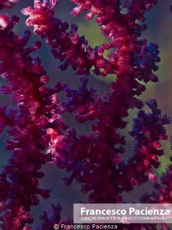 Red polyps. Taken with Nikon D60 with Nikkor 18-55VR in E... by Francesco Pacienza 