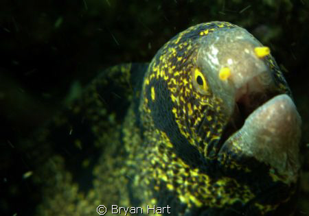 Floral Moray on Vetchies Pier - off Durban. This is South... by Bryan Hart 